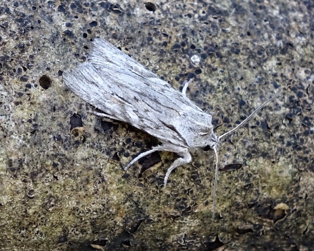 Blair's shoulder knot